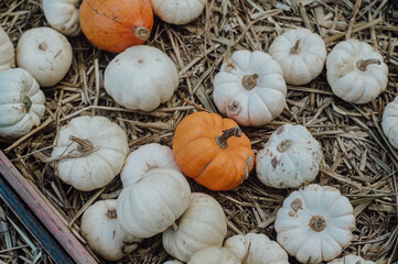 Pumpkin harvest. A spooky season's  for halloween delights.