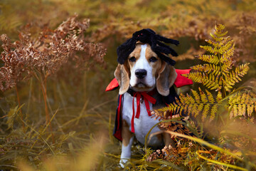  A beagle dog in a devil's cape and with a spider on its head is sitting in an autumn forest. A...
