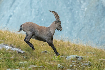 Male Alpine ibex jumping in an alpine meadow. Capra ibex.Italian Alps.