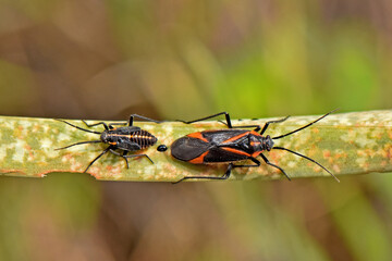 A mature Caenocoris nerii (Oleander Bug) with its characteristic markings positioned beside a...