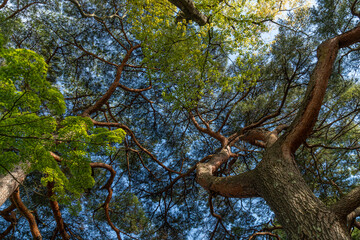 松島観瀾亭　宮城県　大きな松の木