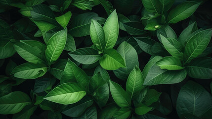 Closeup Green Leaves Background - Fresh Leaf Pattern Overlay