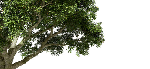 Jungle tropics tree branches leafs growth with copy-space cutout transparent backgrounds 3d rendering png