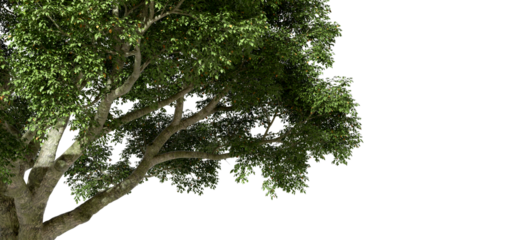 Jungle tropics tree branches leafs growth with copy-space cutout transparent backgrounds 3d rendering png