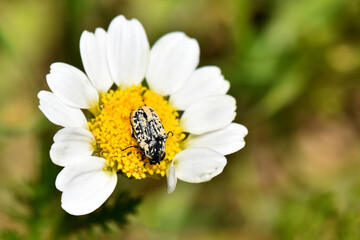 A small, patterned beetle with black and white speckles resting on the vibrant yellow center of a...