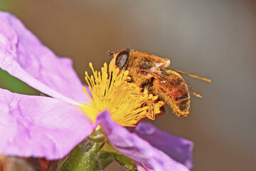 detailed macro shot captures a honey bee deeply engrossed in foraging for nectar and pollen on a beautiful pink or purple flower with prominent yellow stamens. 