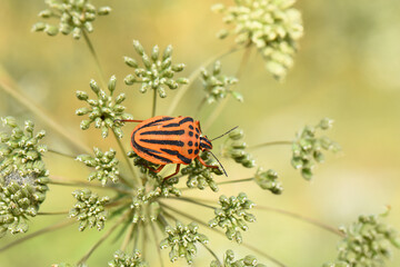  Striped Shield Bug on a Plant. The bug's domed back is covered in a bold and vibrant pattern of alternating red/orange and black stripes, a classic example of aposematic coloration. 