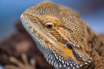 Close up and isolated view of desert horned lizard. Isolated view of the central bearded dragon from the desert of Middle East.
