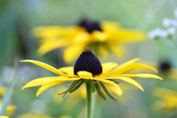 Rudbeckia Hirta. wild flower in nature. beautiful yellow flowers. floral background. big spring or summer flower. Rudbeckia hirta, Marmelade, is a nice garden plant