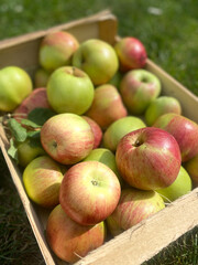 cageot de pommes