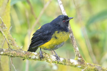 Black and yellow male silky-flycatcher perched on some branches.