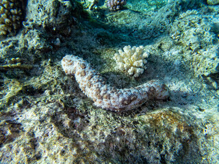 Beautiful coral reef with its inhabitant in the Red Sea