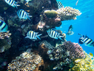 Beautiful coral reef with its inhabitant in the Red Sea