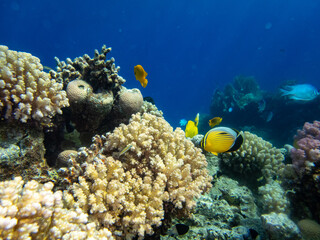 Beautiful coral reef with its inhabitant in the Red Sea