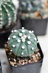 cactus in the flower pot or Astrophytum