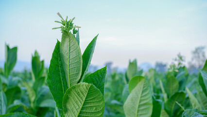 Tobacco plants grow well and are ready to be harvested.