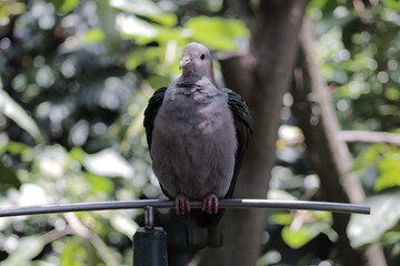 bird on a fence