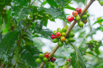 green coffee beans,blurred background