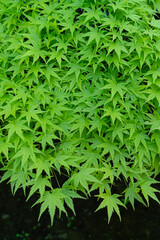 楓　カエデ　新緑　松島観瀾亭　宮城県