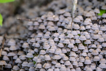 Coprinellus disseminatus commonly known as the fairy inkcap, fairy bonnet, or trooping crumble cap