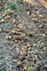 Potato field ready for harvesting , organic produce