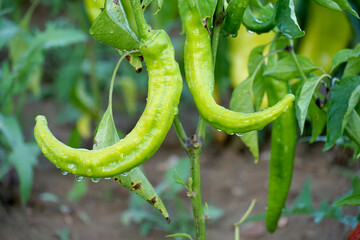 Green paprika hanging on the plant close up with rain drops,organic growing and harvesting peppers in the garden.