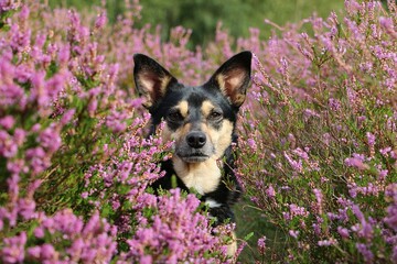 cute little mixed breed dog sits in a colorful heather field