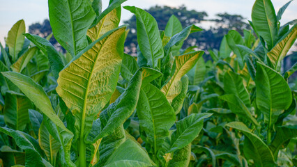 Tobacco plants grow well and are ready to be harvested.