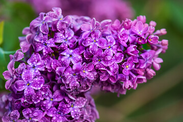 Obraz premium Lilac flowers macro