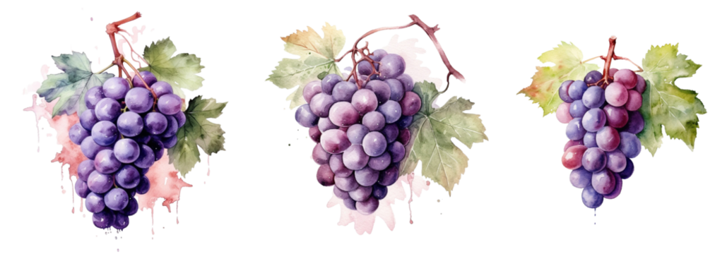 Watercolor flowers on a white background without shadows for illustration.