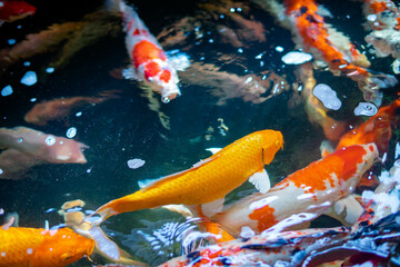 Koi fish A large school of Koi fish cluster together