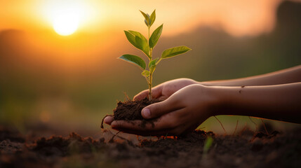 A pair of hands gently cradle a young tree sapling, planting it with care and love.