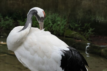 Fototapeta premium タンチョウ