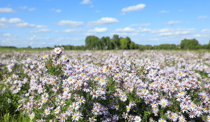 Boltonia asteroides var. latisquama. False Chamomile thickets on a sunny day in a clearing