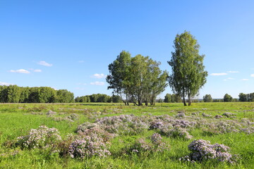 Panorama with False Chamomile and birch trees in summer in Siberia