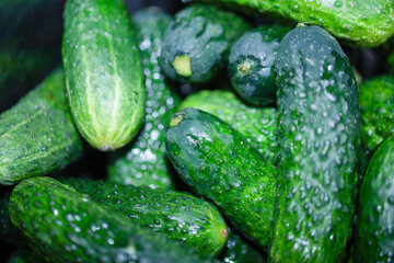 Cucumbers for pickling, green vegetables.