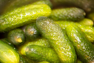 Cucumbers for pickling, green vegetables.