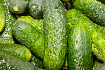 Cucumbers for pickling, green vegetables.