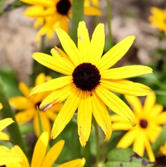 A close view of the bright yellow flower in the garden.