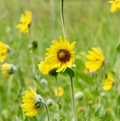 The yellow wildflower in the field on a sunny day.