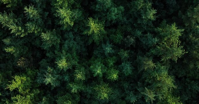 A top-down view of the conifers. Yule trees and pine trees 4k