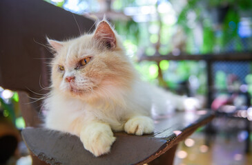 Cute white Persian cat lying on chair, pet and animal
