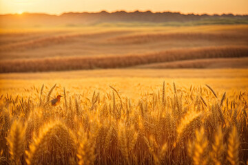 Abstract wheat field with two birds Warm bright summer. ai generative