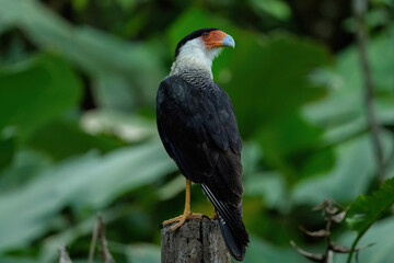 Crested Caracara
