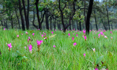 Siam Tulip pink flower blooming in forest mountain at Sai Thong National Park