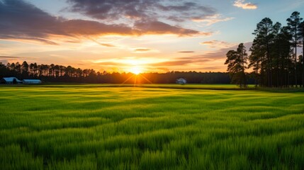 Beautiful Sunset on South Carolina Farm Land with Vast Green Field and Vista of York County in Spring and Summer - obrazy, fototapety, plakaty