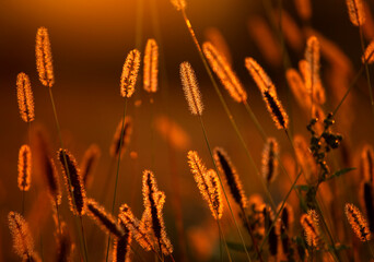 Jesienny zachód słońca wśród traw
