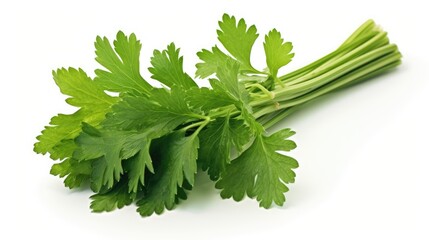 Celery Apium graveolens on White background, HD