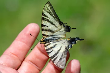 Rolgordijnen Beautiful Closeup butterfly at your fingertips in a summer garden © blackdiamond67
