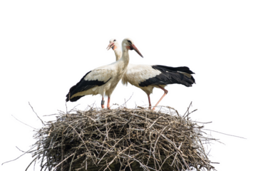 Storks